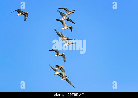 Greater White-fronted Goose, le gosling non sono nutrite dai genitori (foto Greater White-fronted Oose durante la migrazione nel Mare del Nord tedesco Foto Stock