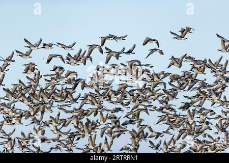 L'oca di Barnacle (Branta leucopsis), la zona della testa e del collo ricorda il costume tradizionale delle suore cattoliche, ecco perché lo è anche Foto Stock