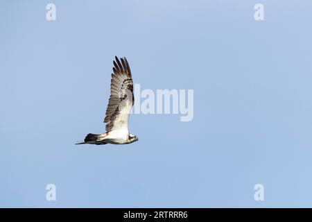 Caccia agli Osprey, gli Osprey cacciano pesci nell'alta Lusazia, Pandion haliaetus Foto Stock