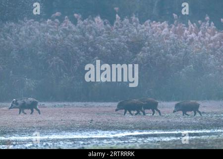 I cinghiali (Sus scrofa) si nutrono principalmente di materiale vegetale, con la materia animale che rappresenta circa il 10% della loro dieta, secondo studi recenti Foto Stock