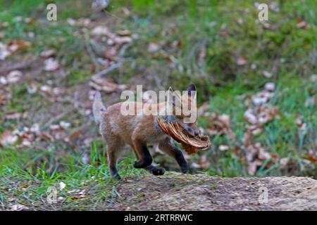 Volpe rossa (Vulpes vulpes) con ala di pollo, kit Red Fox con ala di pollo Foto Stock