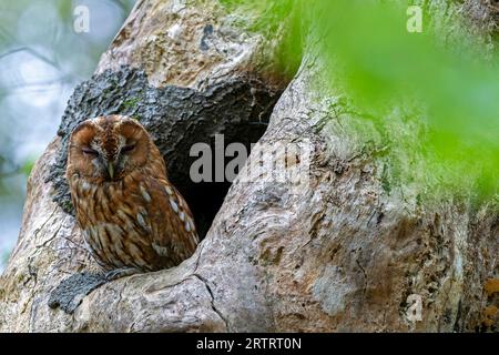 Tawny Owl (Strix aluco), l'età media è di 5 anni in natura (foto Tawny Owl uccello adulto davanti al suo buco d'albero), Tawny Owl, il tipico Foto Stock