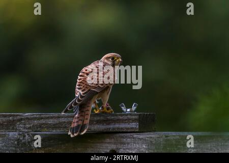 Kestrel dopo aver cacciato con successo, il krestel comune caccia una vole comune Foto Stock