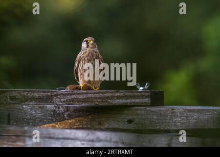 Kestrel dopo aver cacciato con successo, il krestel comune caccia una vole comune Foto Stock
