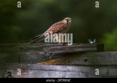 Kestrel dopo aver cacciato con successo, il krestel comune caccia una vole comune Foto Stock