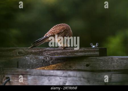 Kestrel dopo aver cacciato con successo, il krestel comune caccia una vole comune Foto Stock