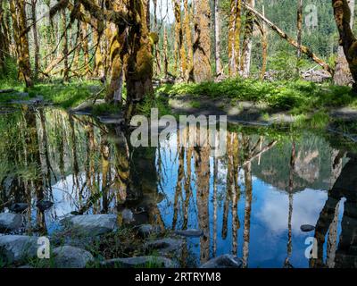 WA23646-00...WASHINGTON - piccolo stagno che riflette un boschetto di muschi ricoperti di grandi aceri fogliari nella valle del fiume Elwha. Foto Stock