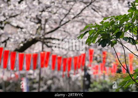 La stagione della fioritura dei ciliegi nel Parco di Ueno è estremamente popolare tra la gente del posto e i turisti, Tokyo JP Foto Stock