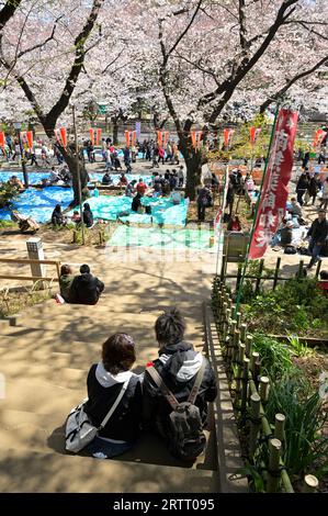 La stagione della fioritura dei ciliegi nel Parco di Ueno è estremamente popolare tra la gente del posto e i turisti, Tokyo JP Foto Stock