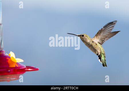 Una femmina di colibrì di Anna beve da un alimentatore in una calda giornata estiva al Keller Peak in California, Stati Uniti Foto Stock