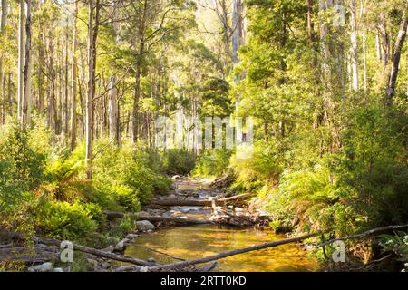 La base del poema epico passeggiate a piedi e in bicicletta la via denominata Delatite River Trail vicino Mirimbah, Mt Buller in Victoria, Australia Foto Stock