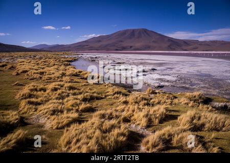 Laguna Colorada: Giallo erba Case introno al lago rosso nell'altipiano della Bolivia Foto Stock