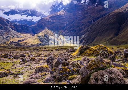 Paesaggio vulcanico andino Mossy nella luce del pomeriggio vicino al vulcano El Altar nella regione di Riobamba, Ecuador Foto Stock