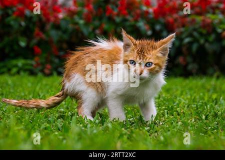 Un gattino arancione dagli occhi blu in un parco, Kennedy Park Lima, PERÙ nell'ottobre 2015 Foto Stock