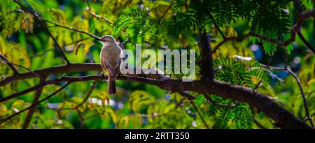 Un bellissimo uccello giallo seduto su un ramo con sfondo verde, Pantanal, PARAGUAY, nell'agosto 2015 Foto Stock