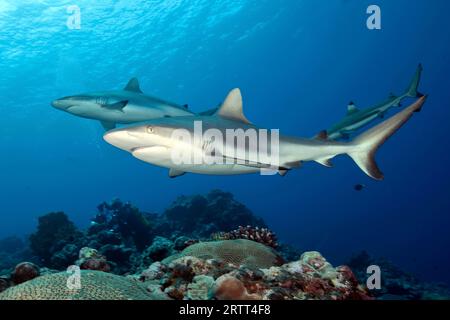 Due squali grigi della barriera corallina (Carcharhinus amblyrhynchos) squali che nuotano fianco a fianco su coralli sassosi (Scleractinia) nella barriera corallina, Oceano Pacifico Foto Stock