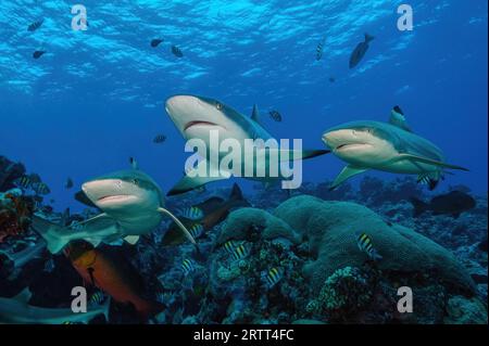 Tre squali del Reef (Carcharhinus) a sinistra e a destra due squali pinna nera del Reef (Carcharhinus melanopterus) squalo pinna nera del Reef, medio Grigio Foto Stock