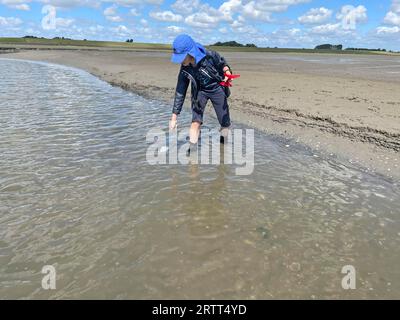 Passeggiata sulla pianura fangosa, gamberi bruni (Crangon crangon) nella pianura mareale, nel Mare di Wadden, nella bassa marea, nel Parco Nazionale, sito patrimonio dell'umanità dell'UNESCO Foto Stock