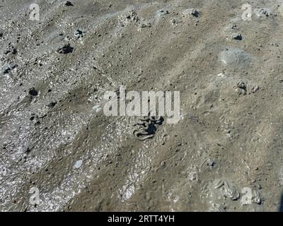 Fango, lugworm (Arenicola marina) pile, tracce del lugworm, tracce del lugworm comune (Peringia ulvae) Mare di Wadden, bassa marea, Parco Nazionale Foto Stock