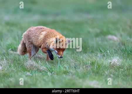 Volpe rosse (Vulpes vulpes) topi da caccia, volpe rosse vixen topi da caccia Foto Stock