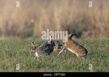 In una selvaggia caccia cursoriale, le Hares europee maschili circondano la femmina, che guarda il trambusto con interesse Foto Stock