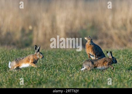 In una selvaggia caccia cursoriale, le Hares europee maschili circondano la femmina, che guarda il trambusto con interesse Foto Stock