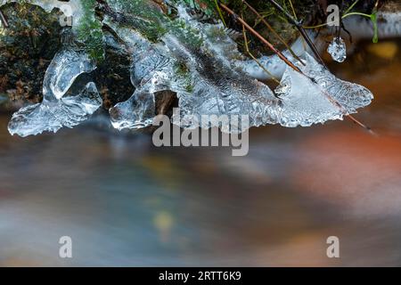 Strutture di ghiaccio un einem Bachufer, strutture di ghiaccio sulla riva di un torrente, Schierenwald, Schleswig-Holstein Foto Stock