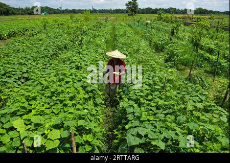 Un agricoltore domestico lavora in un campo di cetrioli nella zona di Anantapur, nell'Unione Kandigao di Sadar Upazila. Tutti i tipi di verdure invernali, tra cui pomodori, zucche e fagioli, devono essere coltivati tardi a causa delle forti piogge. Sylhet, Bangladesh. Foto Stock