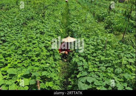 Un agricoltore domestico lavora in un campo di cetrioli nella zona di Anantapur, nell'Unione Kandigao di Sadar Upazila. Tutti i tipi di verdure invernali, tra cui pomodori, zucche e fagioli, devono essere coltivati tardi a causa delle forti piogge. Sylhet, Bangladesh. Foto Stock