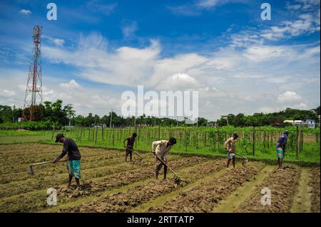 Gli agricoltori stanno riparando il campo per coltivare pomodori di una varietà ibrida chiamata Raja nella zona di Mashukganj nell'Unione Kandigaon di Sadar Upazila. A causa delle forti piogge, la coltivazione di ortaggi invernali in questa zona è in ritardo. Sylhet, Bangladesh. Foto Stock