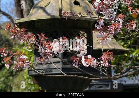 La stagione della fioritura dei ciliegi nel Parco di Ueno è estremamente popolare tra la gente del posto e i turisti, Tokyo JP Foto Stock