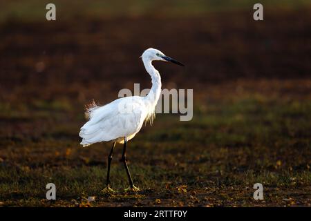 Garzetta Foto Stock