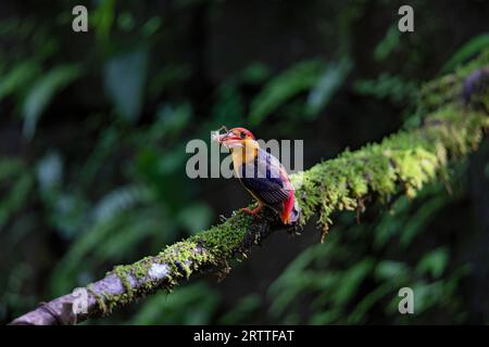 Kingfisher con retro nero o Oriental Dwarf Kingfisher Foto Stock