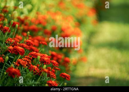 Le calendule arancioni e rosse crescono nel giardino ornamentale floreale estivo, mirando in modo selettivo. Fiori colorati crescono su aiuole. Foto Stock