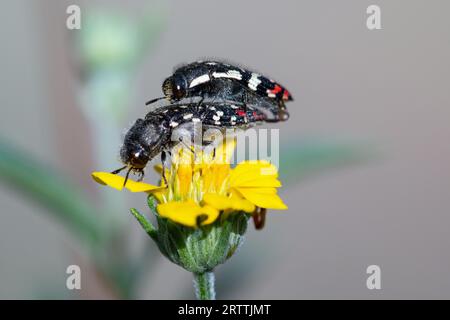 Accoppiamento metallizzato dei coleotteri con alesatura in legno (Acmaeodera rubronotata) Foto Stock