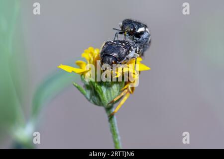 Accoppiamento metallizzato dei coleotteri con alesatura in legno (Acmaeodera rubronotata) Foto Stock