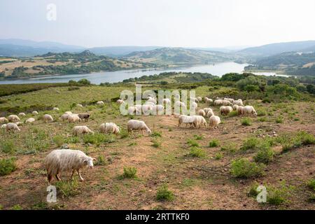 Pascolo ovino in Sardegna - Italia Foto Stock