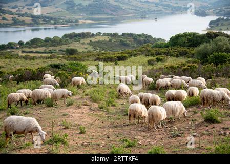 Pascolo ovino in Sardegna - Italia Foto Stock