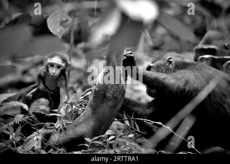 Un curioso bambino di Sulawesi a cresta nera macaco (Macaca nigra) si allontana dalla madre durante il periodo dello svezzamento nel loro habitat naturale, nella foresta pluviale di pianura nella riserva naturale di Tangkoko, Sulawesi settentrionale, Indonesia. La maggior parte delle sfide di conservazione dei primati sono i risultati dei comportamenti umani. In altre parole, la conservazione dei primati è una sfida comportamentale e ciò richiede soluzioni informate sul comportamento. "Ha bisogno di una strategia olistica di istruzione, sviluppo delle capacità e conservazione basata sulla comunità, che si basa su una miscela di intuizioni provenienti da più discipline scientifiche sociali... Foto Stock