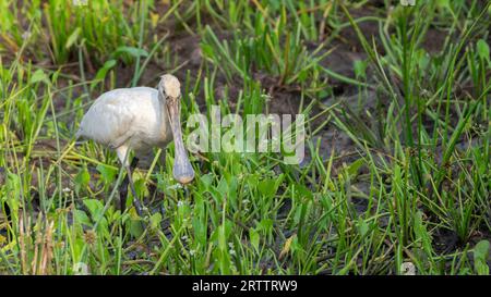 Beccuccio eurasiatico (Platalea leucorodia) nella palude alla ricerca di cibo al parco nazionale di Yala. Foto Stock