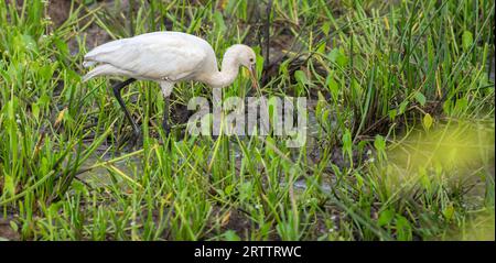 Beccuccio eurasiatico (Platalea leucorodia) nella palude alla ricerca di cibo al parco nazionale di Yala. Foto Stock