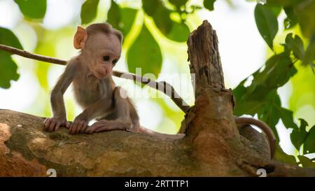 Baby toque scimmia macaca su un albero da solo primo piano. Concetto di innocenza. Foto Stock