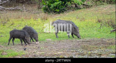 Famiglia di cinghiali che pascolano vicino a una pozzanghera di fango. Tre cinghiali sono stati avvistati nel parco nazionale di Yala. Foto Stock