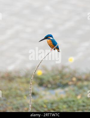 Pesce kingfisher isolato su un bastone sulle rive di un lago, piccolo cacciatore che aspetta un pesce. Foto Stock