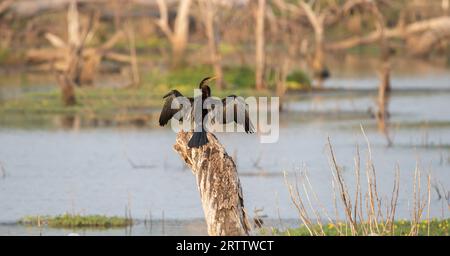 L'Oriental darter si stende su un tronco d'albero sul lago, allarga le sue ali, asciugando le ali bagnate. Foto Stock