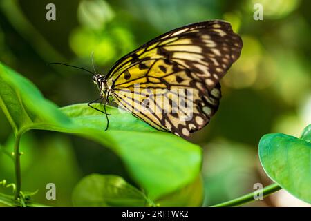 Idea leuconoe, farfalla aquilone di carta, farfalla di carta di riso, ninfa grande albero, farfalla ninfa sulla foglia verde della pianta Foto Stock