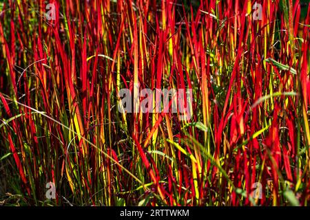 Imperata cylindrica, cogongrass, erba kunai sul prato estivo Foto Stock