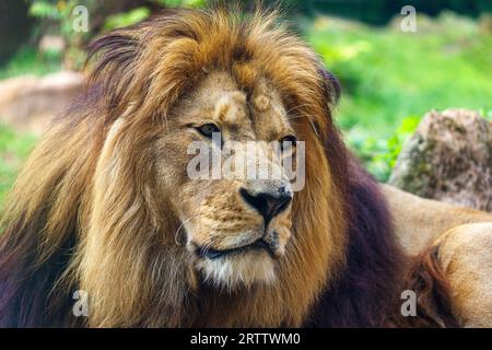 Ritratto del leone barbaresco maschile, chiamato leone nordafricano, leone atlante e leone egiziano Foto Stock