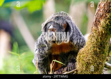 saki femminile dalla faccia bianca (Pithecia pithecia), Guianan saki, la scimmia saki dalla faccia dorata sull'albero Foto Stock