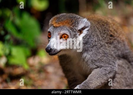 Ritratto di lemure coronato femminile adulta, Eulemur coronatus Foto Stock